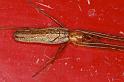 Tetragnatha_montana_D4841_Z_90_Les Gris_Frankrijk